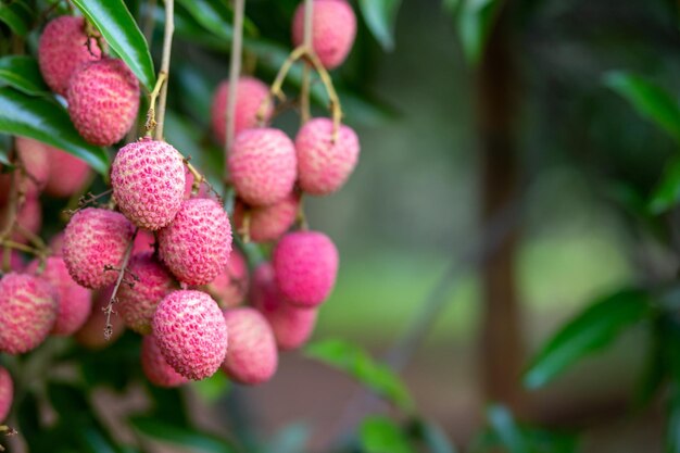Foto close-up van vruchten die op de plant groeien
