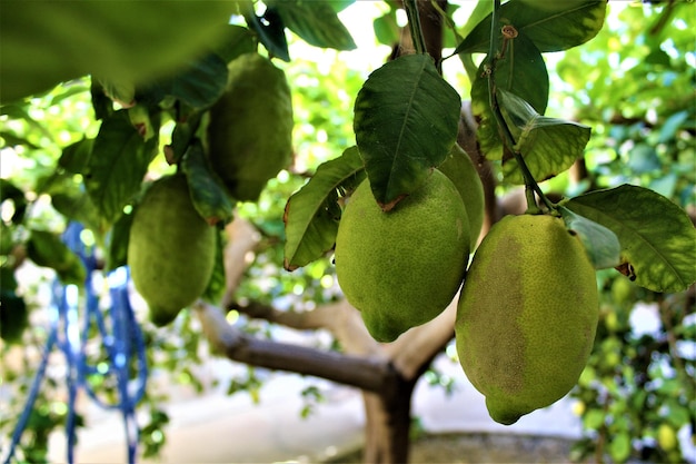 Close-up van vruchten die op een boom groeien