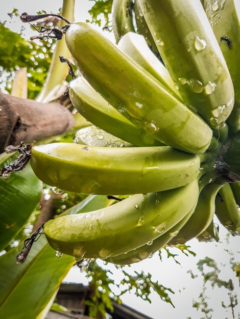 Foto close-up van vruchten die op een boom groeien