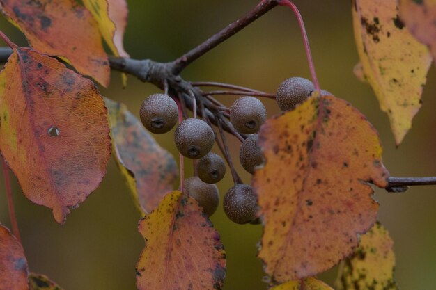 Foto close-up van vruchten die op een boom groeien