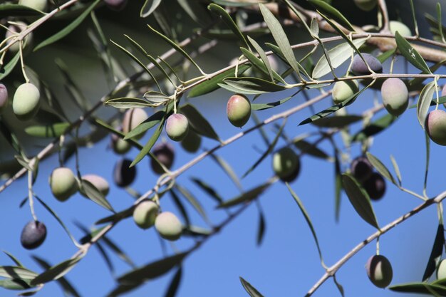 Foto close-up van vruchten op de boom