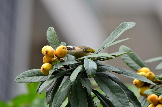 Foto close-up van vruchten op de plant