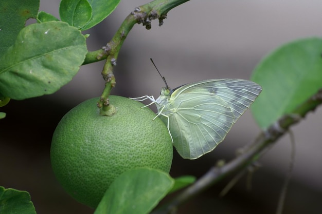 Foto close-up van vruchten op de plant