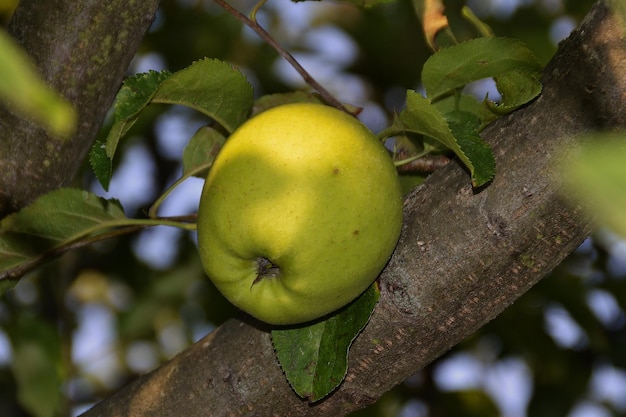 Foto close-up van vruchten op een boom