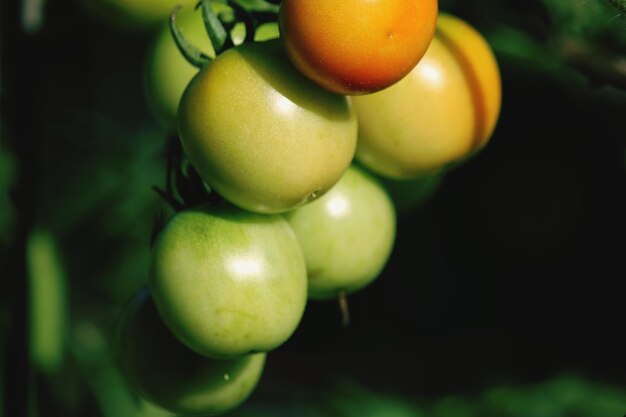 Foto close-up van vruchten