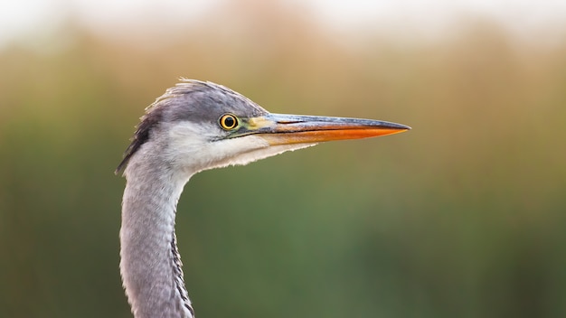 Close-up van waakzame grijze reiger die van zijaanzicht in de zomeraard kijkt