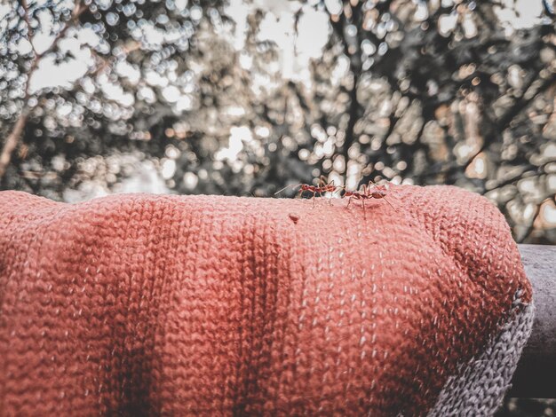 Foto close-up van warme kleding tegen een kale boom