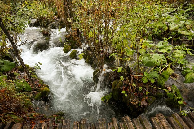 Foto close-up van water dat over bomen stroomt