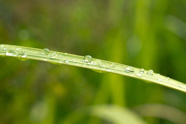 Close-up van Water druppels op groen blad met de natuur in regenachtige achtergrond.