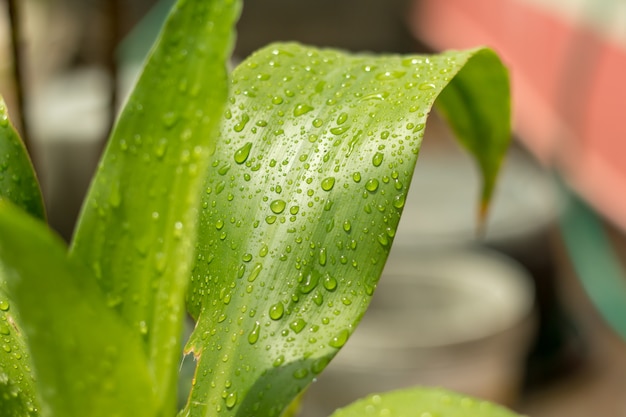 Close-up van Water druppels op groen blad met de natuur in regenachtige achtergrond.