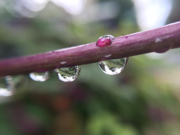 Close-up van waterdruppels op blad