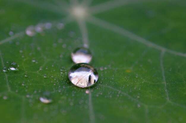 Close-up van waterdruppels op blad