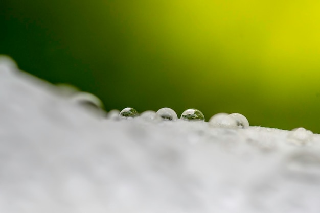 Foto close-up van waterdruppels op blad