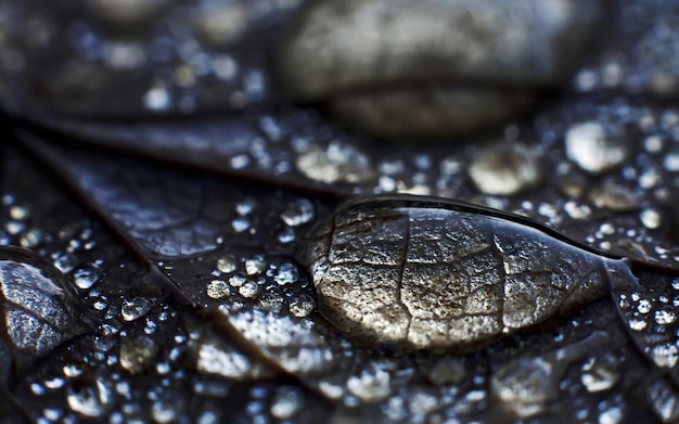 Close-up van waterdruppels op blad