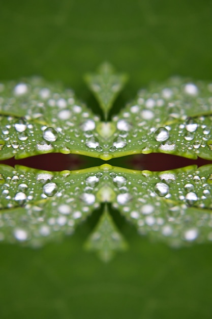 Foto close-up van waterdruppels op blad