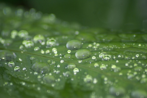 Foto close-up van waterdruppels op blad