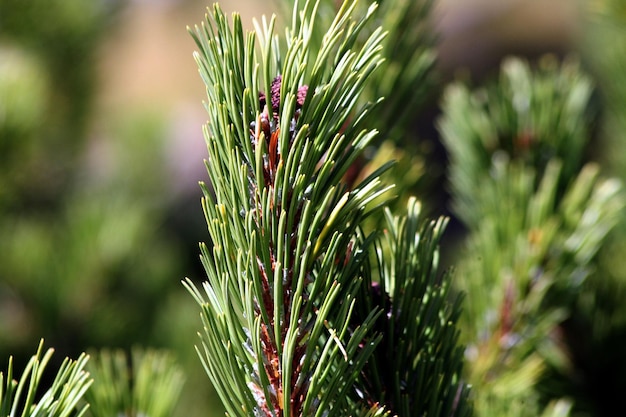 Close-up van waterdruppels op blad