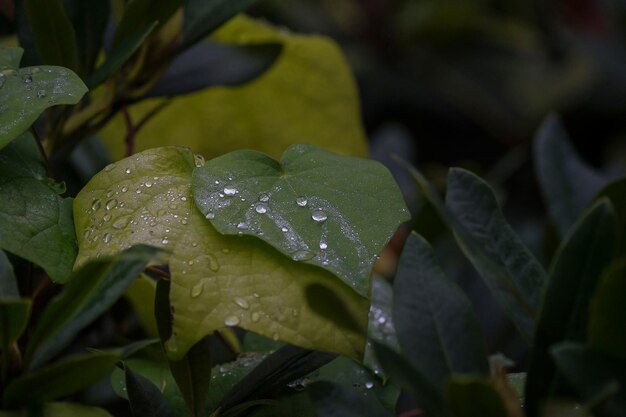 Foto close-up van waterdruppels op blad