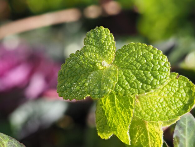 Foto close-up van waterdruppels op blad