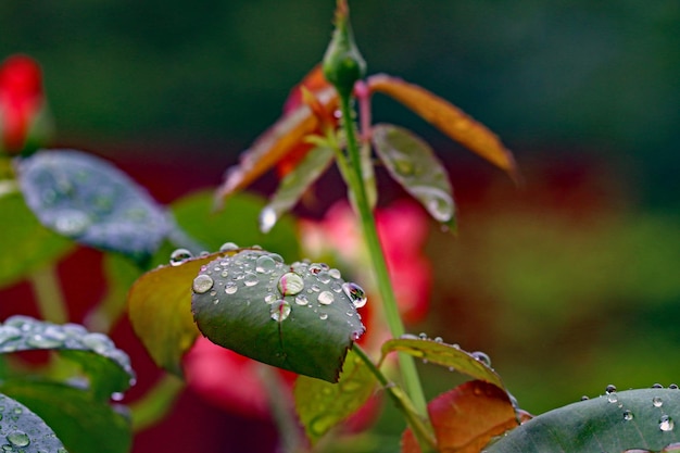 Foto close-up van waterdruppels op blad