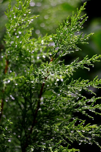 Foto close-up van waterdruppels op bladeren van planten