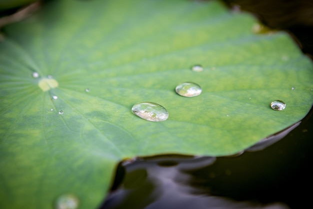 Foto close-up van waterdruppels op bladeren