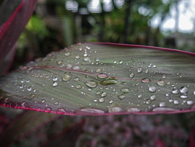 Foto close-up van waterdruppels op bladeren