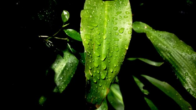 Foto close-up van waterdruppels op bladeren