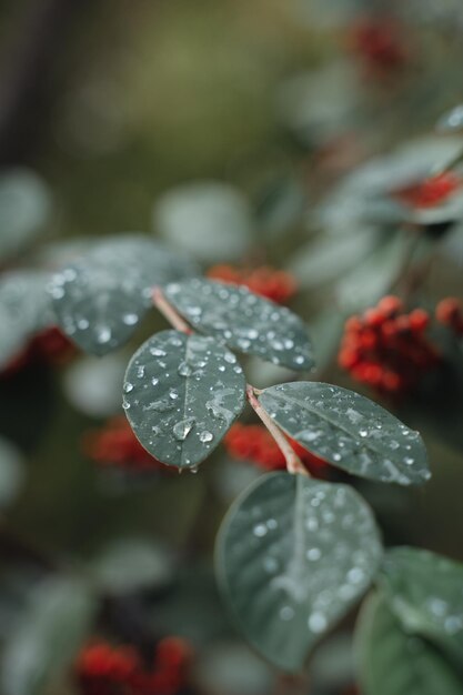 Foto close-up van waterdruppels op bladeren