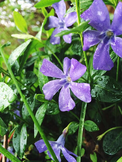 Foto close-up van waterdruppels op bloemen