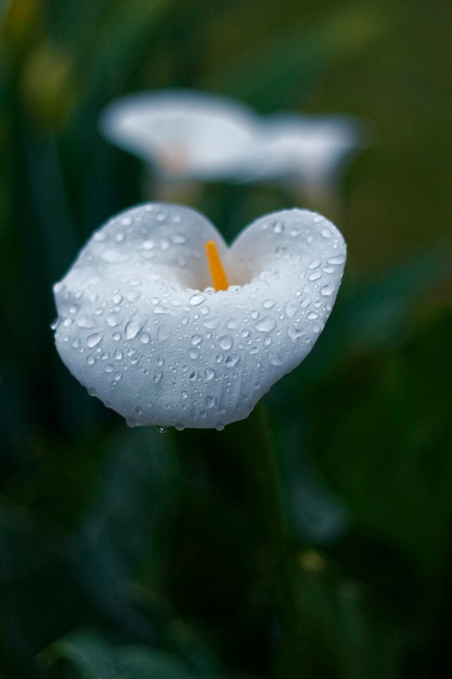 Close-up van waterdruppels op bloemplaatjes
