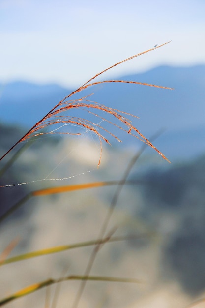 Foto close-up van waterdruppels op de plant tegen de lucht