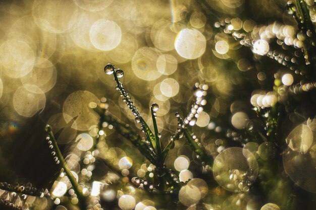 Foto close-up van waterdruppels op de plant