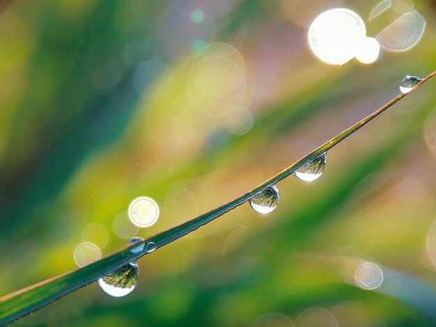 Foto close-up van waterdruppels op de plant