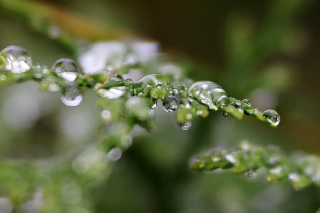 Foto close-up van waterdruppels op de plant