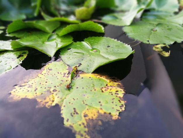 Foto close-up van waterdruppels op de plant