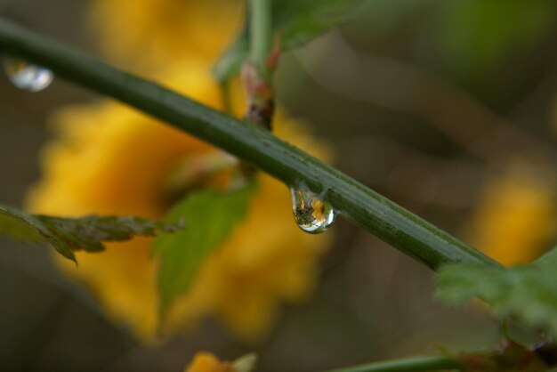 Close-up van waterdruppels op de plant