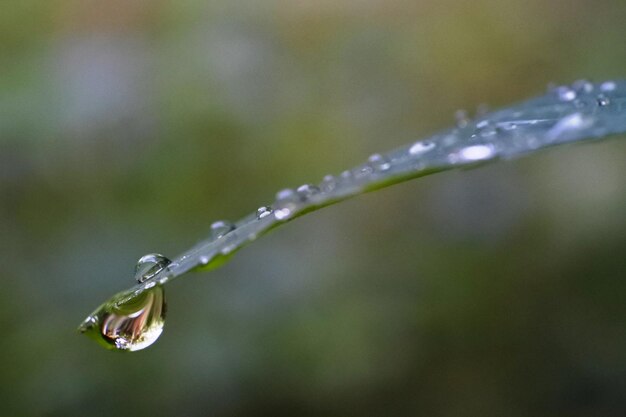 Close-up van waterdruppels op de plant