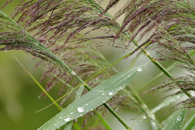 Foto close-up van waterdruppels op de plant