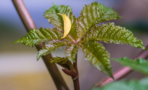 Foto close-up van waterdruppels op de plant