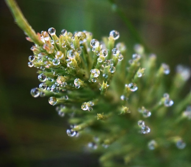Foto close-up van waterdruppels op een bloeiende plant