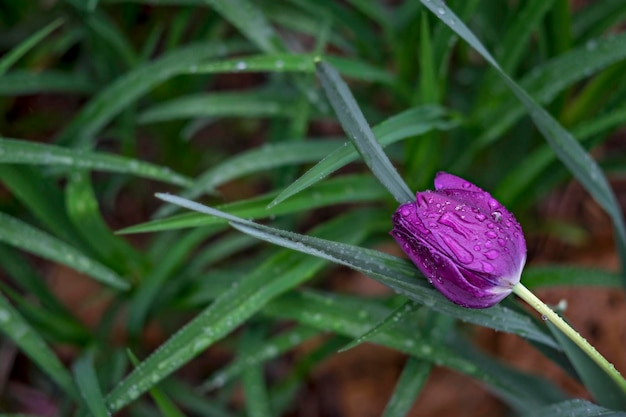 Foto close-up van waterdruppels op een bloem