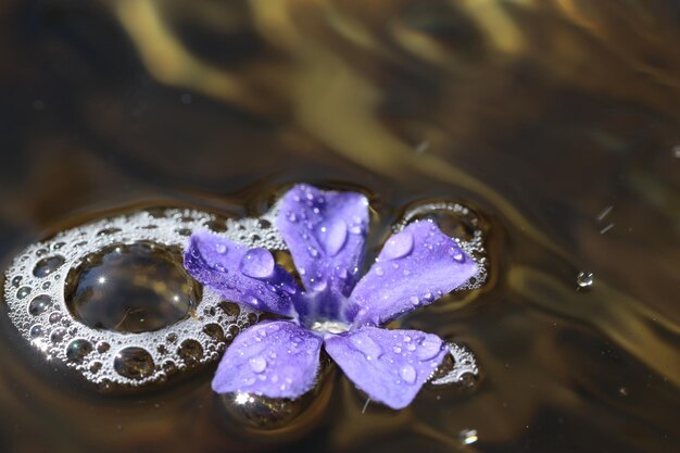 Foto close-up van waterdruppels op een paarse bloem