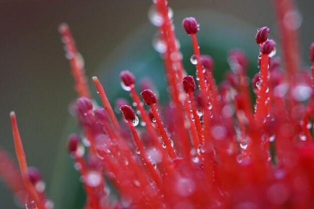 Foto close-up van waterdruppels op een rode bloem