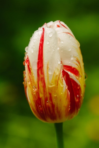 Foto close-up van waterdruppels op een rode roosbloem