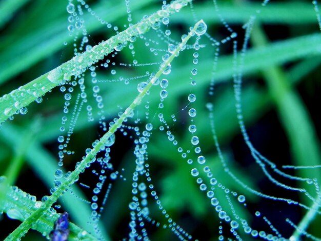 Close-up van waterdruppels op een spinnenweb