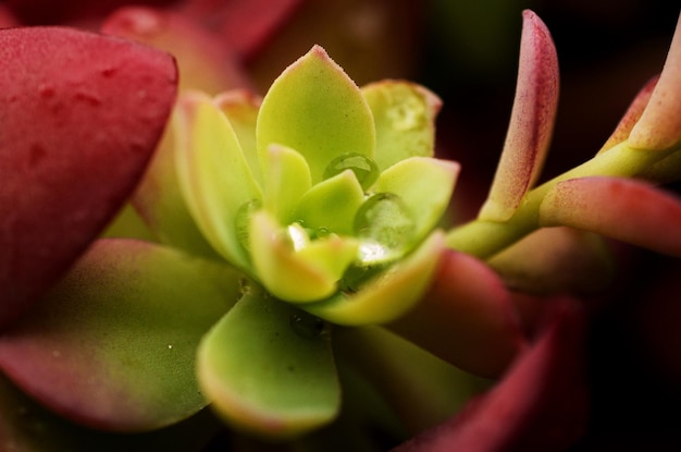 Close-up van waterdruppels op een succulente plant