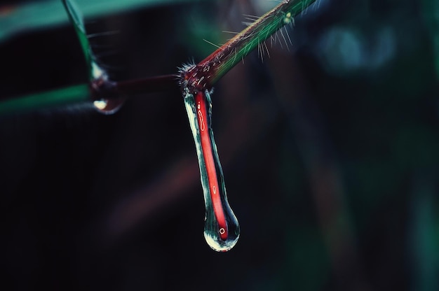 Foto close-up van waterdruppels op een twijg