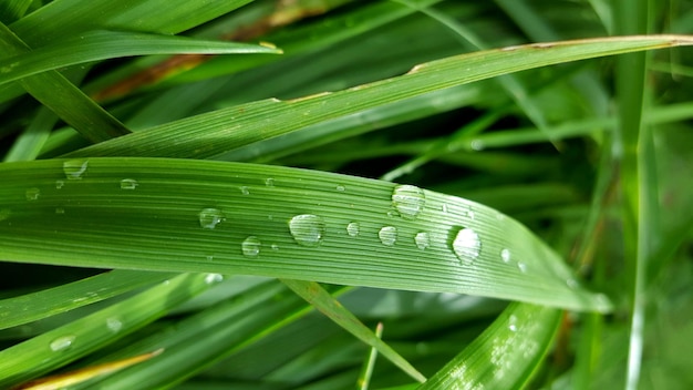 Close-up van waterdruppels op gras
