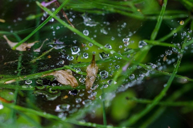 Foto close-up van waterdruppels op gras